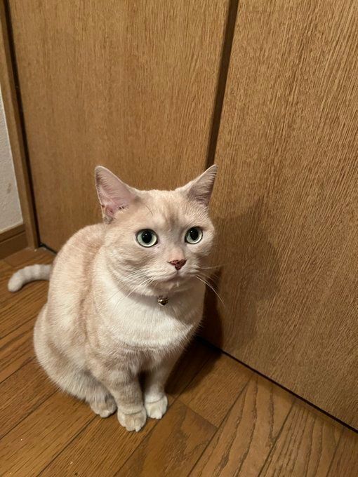 座っているアメリカンショートヘア