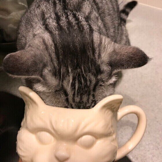 猫の顔のカップに頭を突っ込んで水を飲んでいるキジトラ