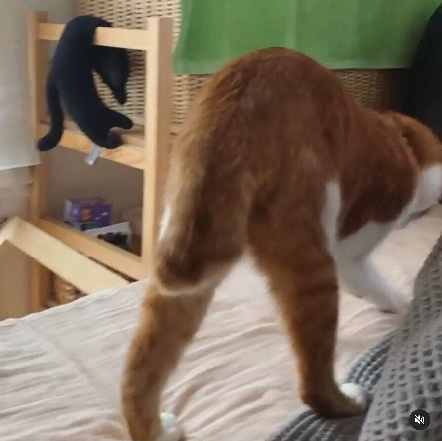 小物を手で転がして遊ぶ猫