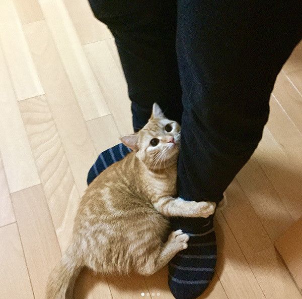 しがみつく猫