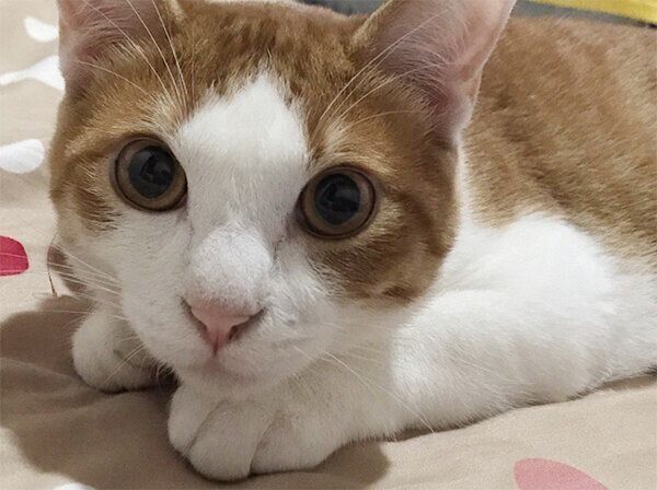 見つめるふうたくん