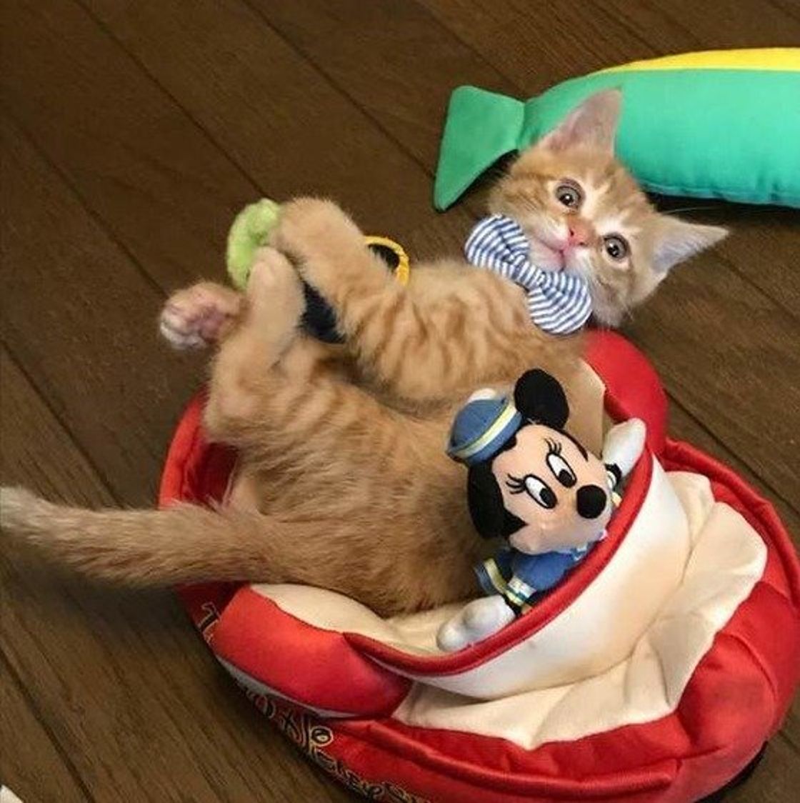 愛猫のイタズラで家がボロボロ 悲鳴をあげる飼い主さんたちの本音は ねこのきもちweb Magazine 愛猫のイタズラで家がボロボロ 悲鳴をあげる飼い主さんたちの本音は ねこのきもちweb Magazine