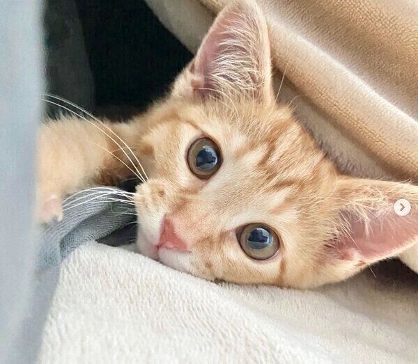 見つめるみゃおちゃん