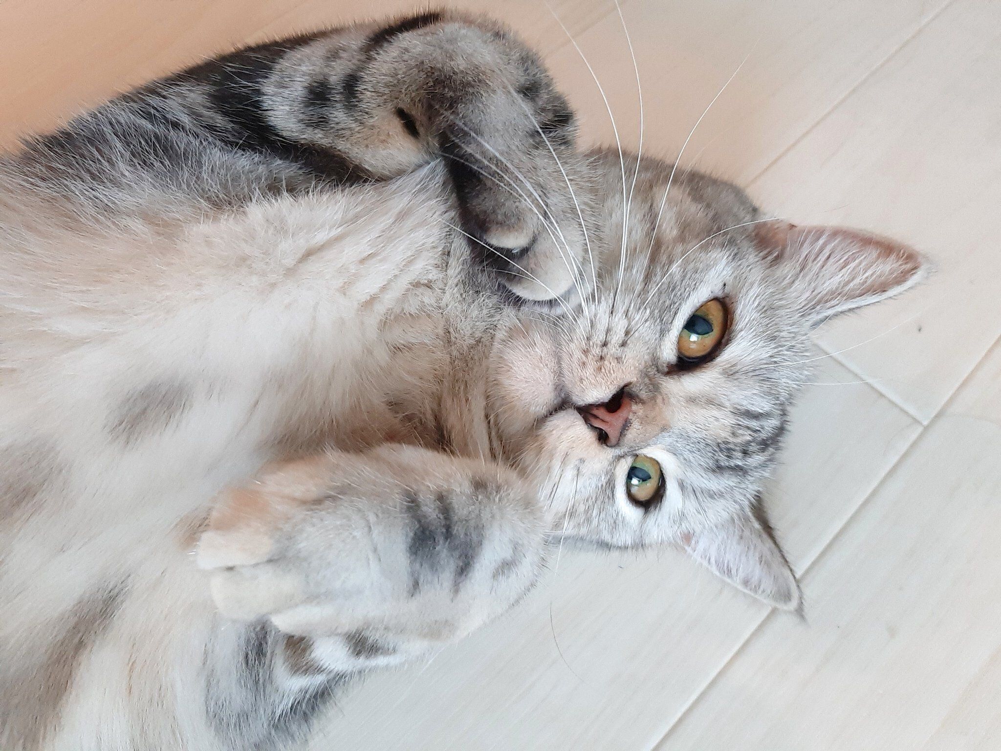 寝転がるイブちゃん