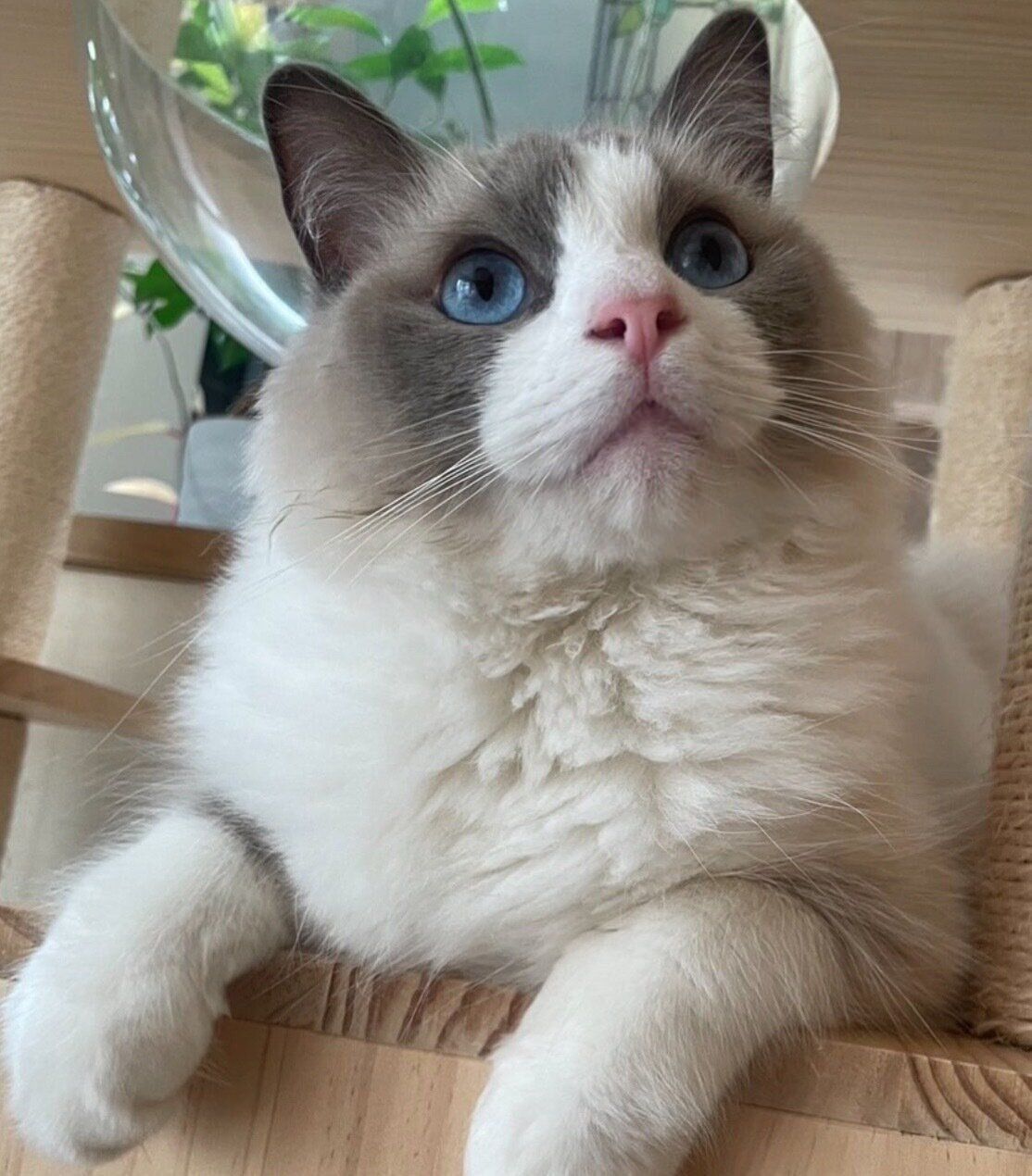 まったりするジニくん