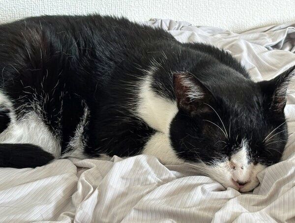 眠るハッチちゃん