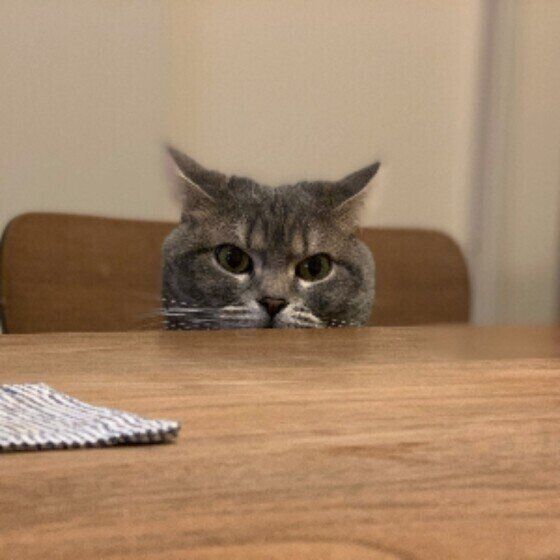 顔を出すラムネちゃん（スコティッシュフォールド）