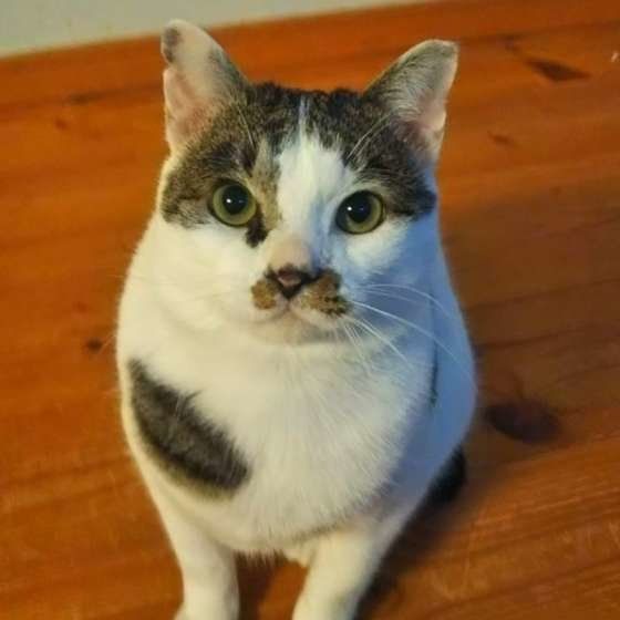 カメラ目線、MIX黒×白のビス