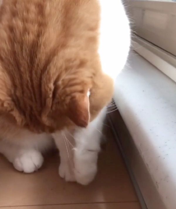 虫に翻弄されるスコティッシュフォールド