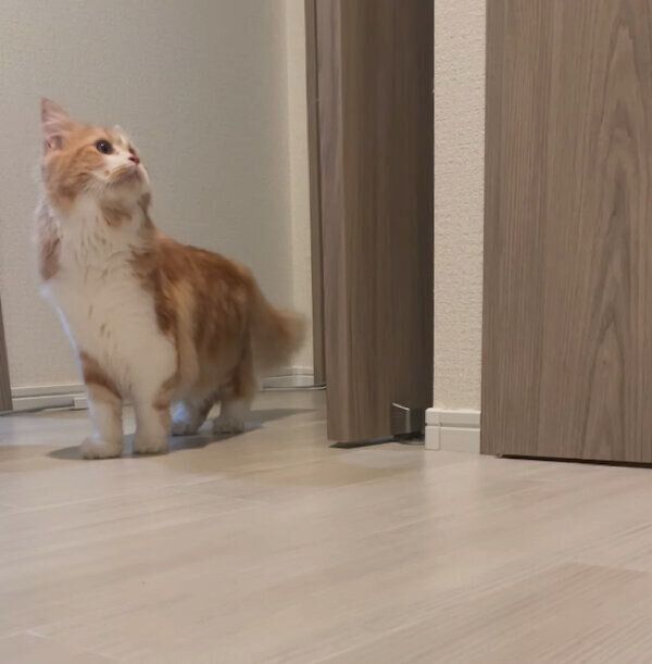 飼い主さんのことを探すつむぎくん