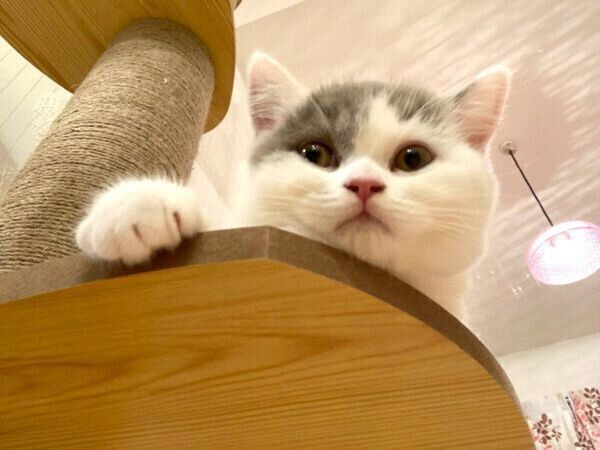 新入り猫・ぱおちゃん
