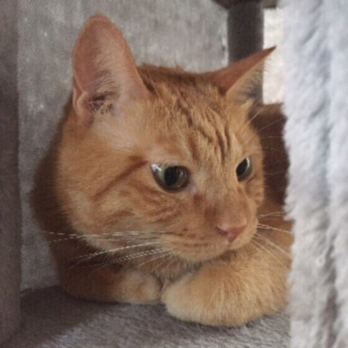 なにやら視線が 猫トイレ 掃除中の飼い主を近くで見ているときの猫のホンネ ねこのきもちweb Magazine なにやら視線が 猫トイレ 掃除中の飼い主を近くで見ているときの猫のホンネ ねこのきもちweb Magazine