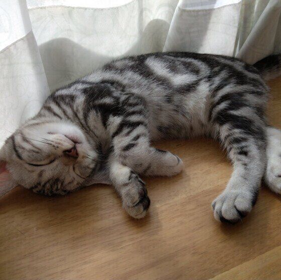 アメリカンショートヘアのつむぎちゃん