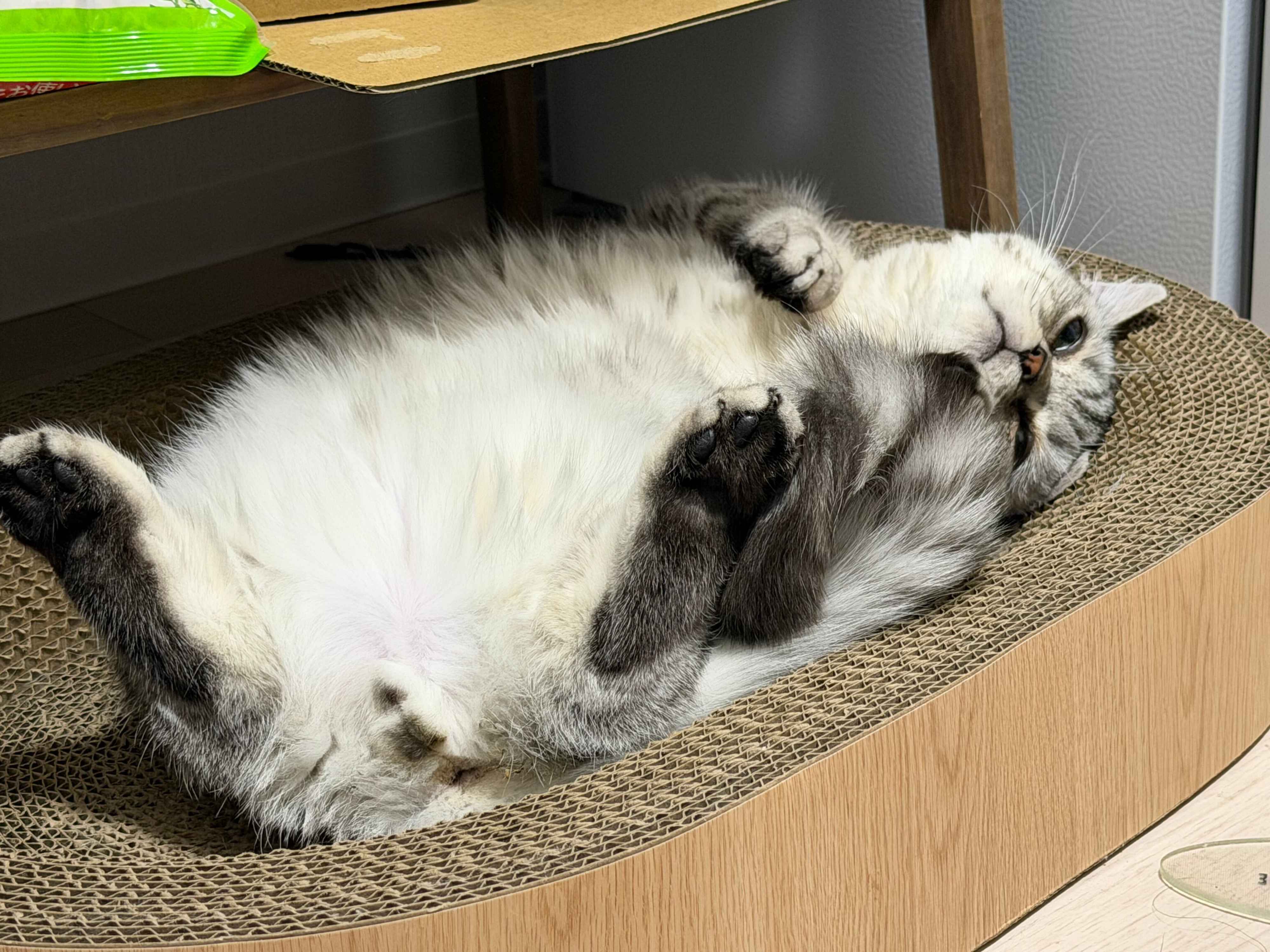 ヘソ天するしらすおろしくん