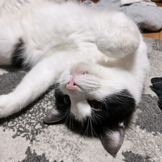 黒×白のはちくん