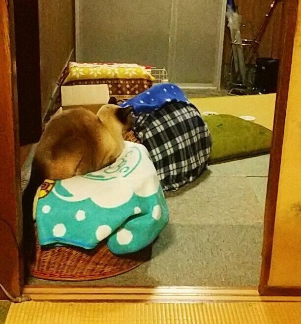 カゴ乗りかんたろう