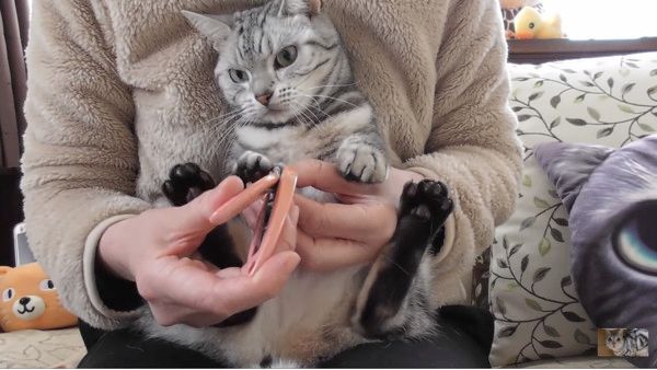 爪切りが嫌いな猫