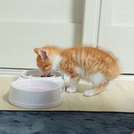 ご飯を食べる茶白MIX