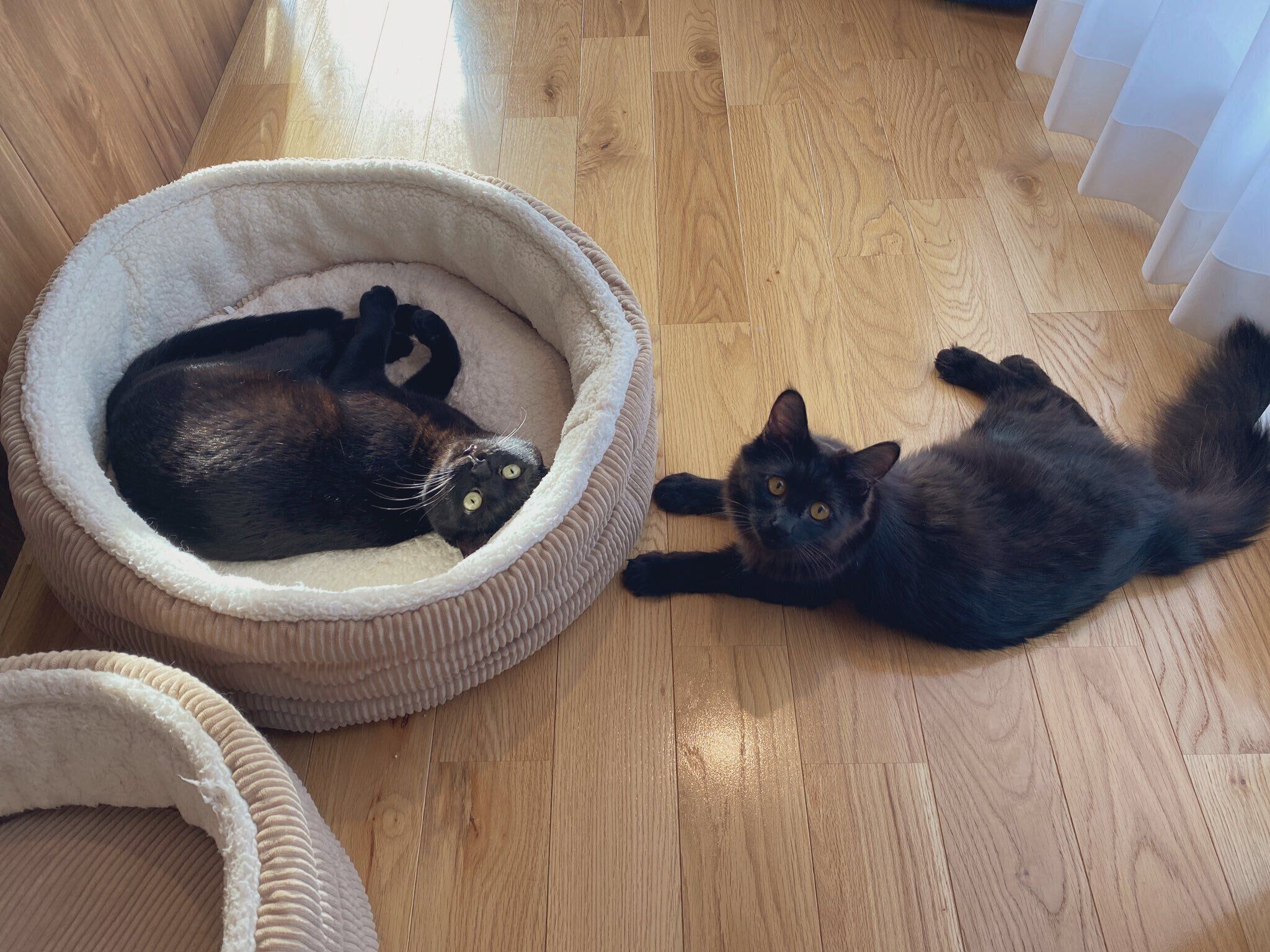 まったりする先住猫・ごまちゃん、くまちゃん