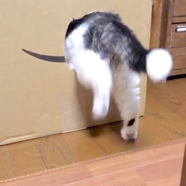 なかなか穴に入れないスコティッシュフォールド