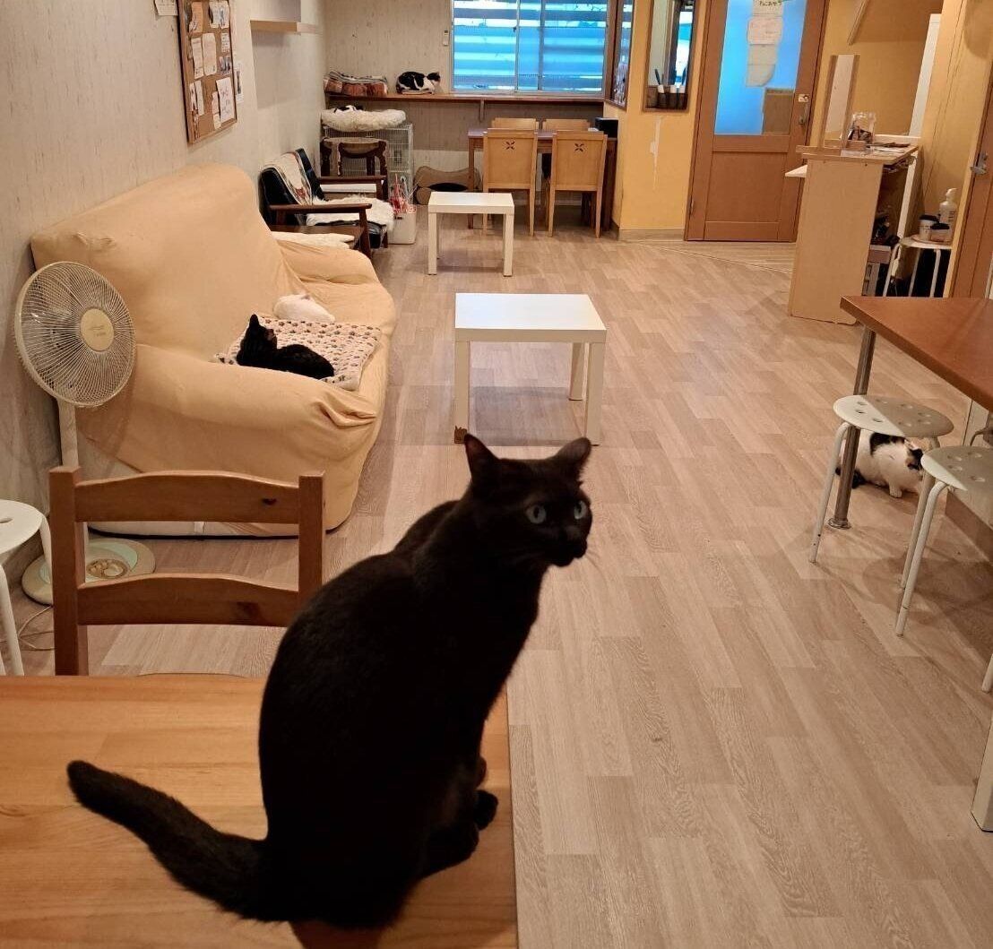 それぞれ気まぐれにのんびり過ごしています