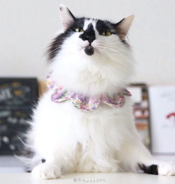 凛々しい姿のそらくん