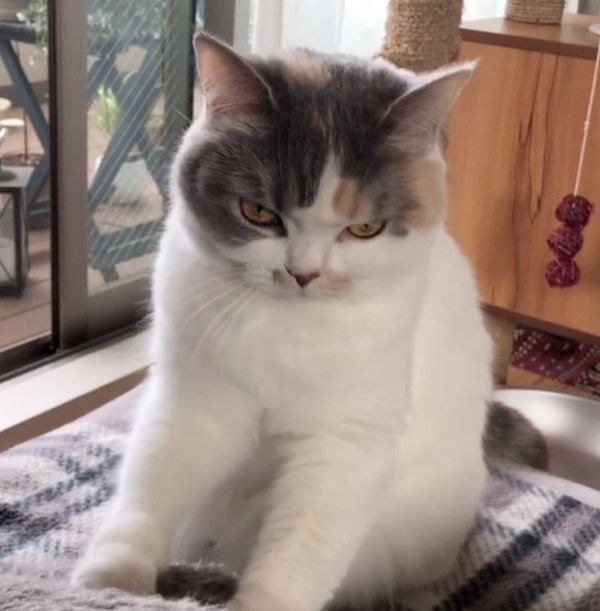 ふみふみする顔が怖い猫