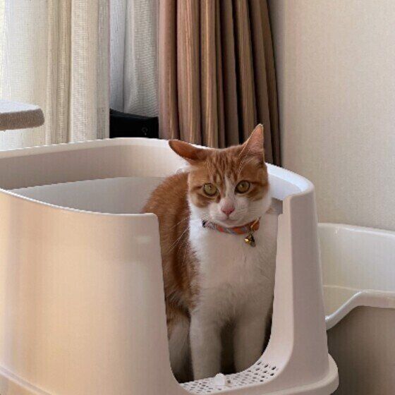 トイレ中の猫