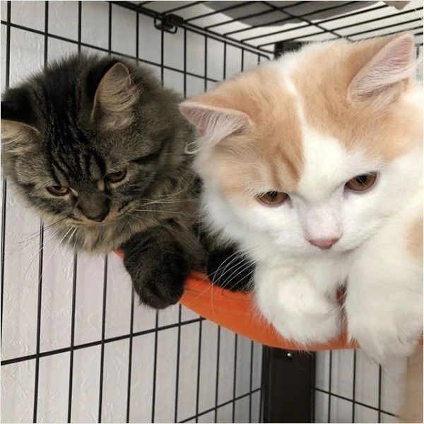 猫ドアニャンコ