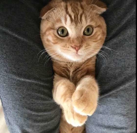 足の間に挟まるスコティッシュフォールド