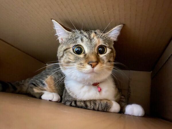 ダンボールが好きなシズちゃん