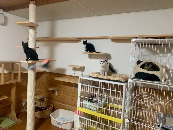 キャットタワーやキャットウォークでノビノビと
