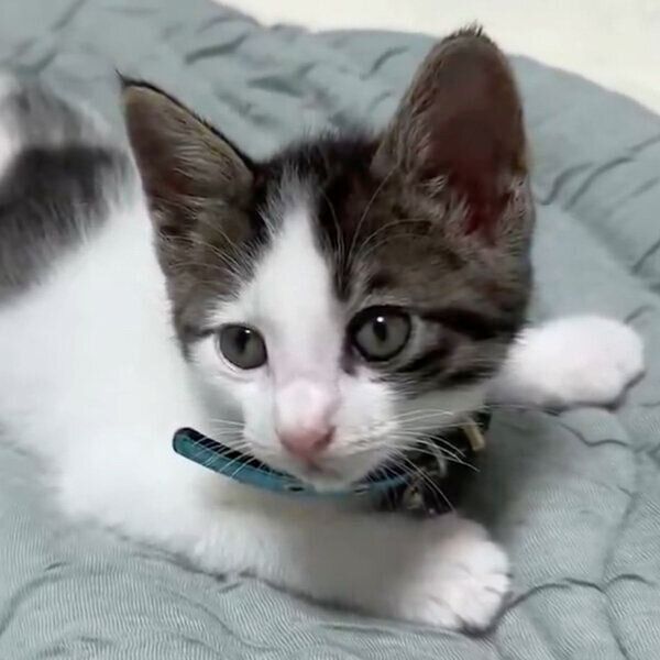 生後2カ月ごろのしらすくん