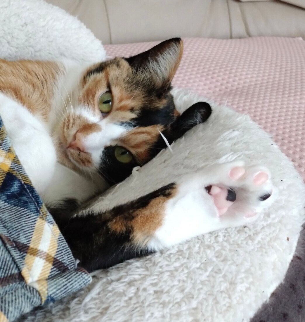 くつろぐニアちゃん