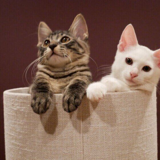 仲良くまったりする猫