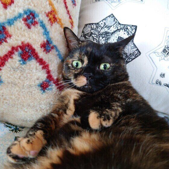 くつろぐマンチカン