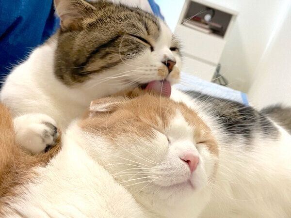 とろくんの毛づくろいをするおにくくん