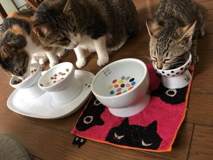 ごはん中の猫たち