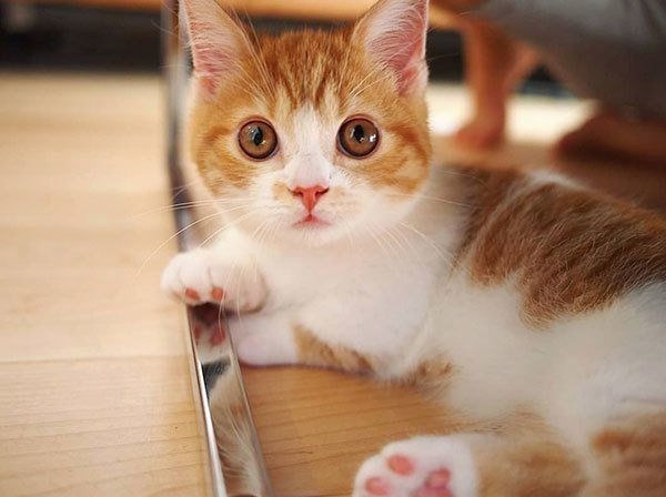 赤ちゃんのときのぱんだちゃん