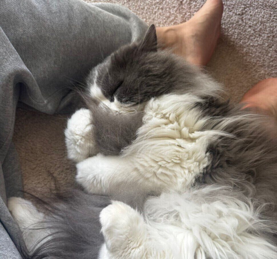 眠っている4才のサイベリアン