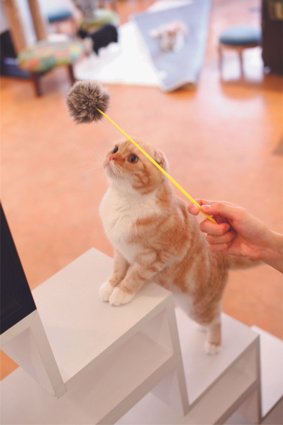 獣医師監修 年代別 猫のおもちゃの選び方 おすすめの遊び方 ねこのきもちweb Magazine 獣医師監修 年代別 猫のおもちゃの選び方 おすすめの遊び方 ねこのきもちweb Magazine