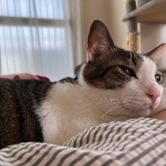 キジトラ猫の海ちゃん