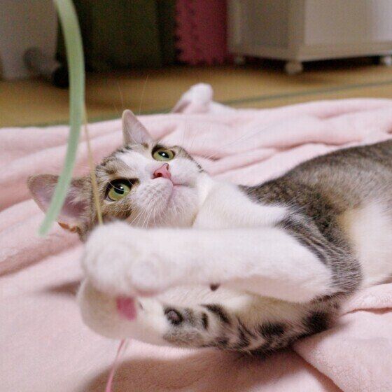 じゃらしで遊ぶスコティッシュフォールド