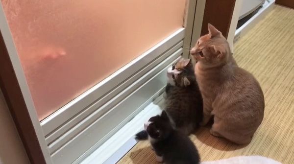 興味津々の猫たち