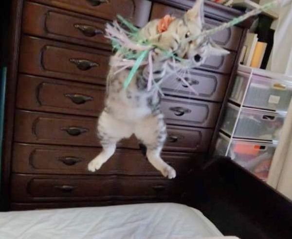 ジャンプする猫