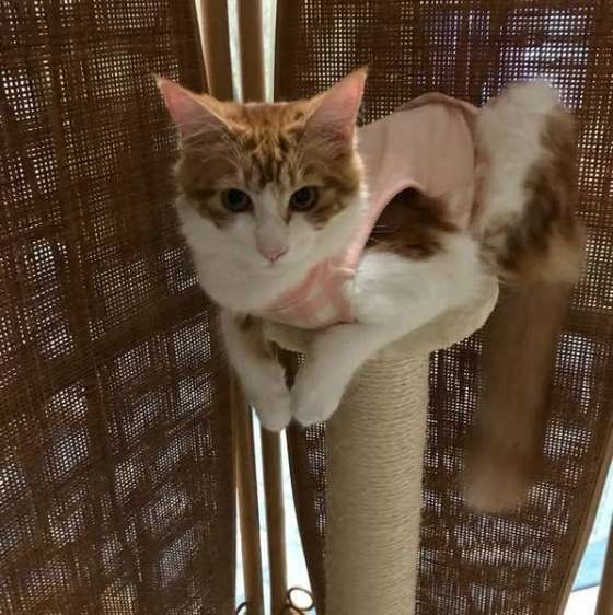 めいちゃん・メインクーン