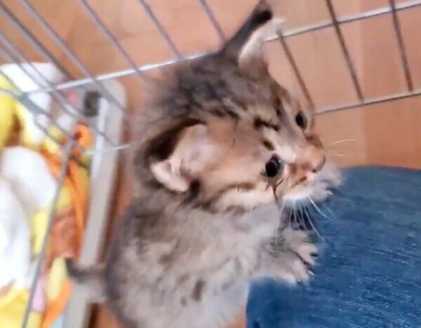 保護して3日目のみきちくん