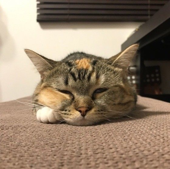眠る猫