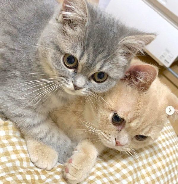 寄り添うむぎくんとあおちゃん