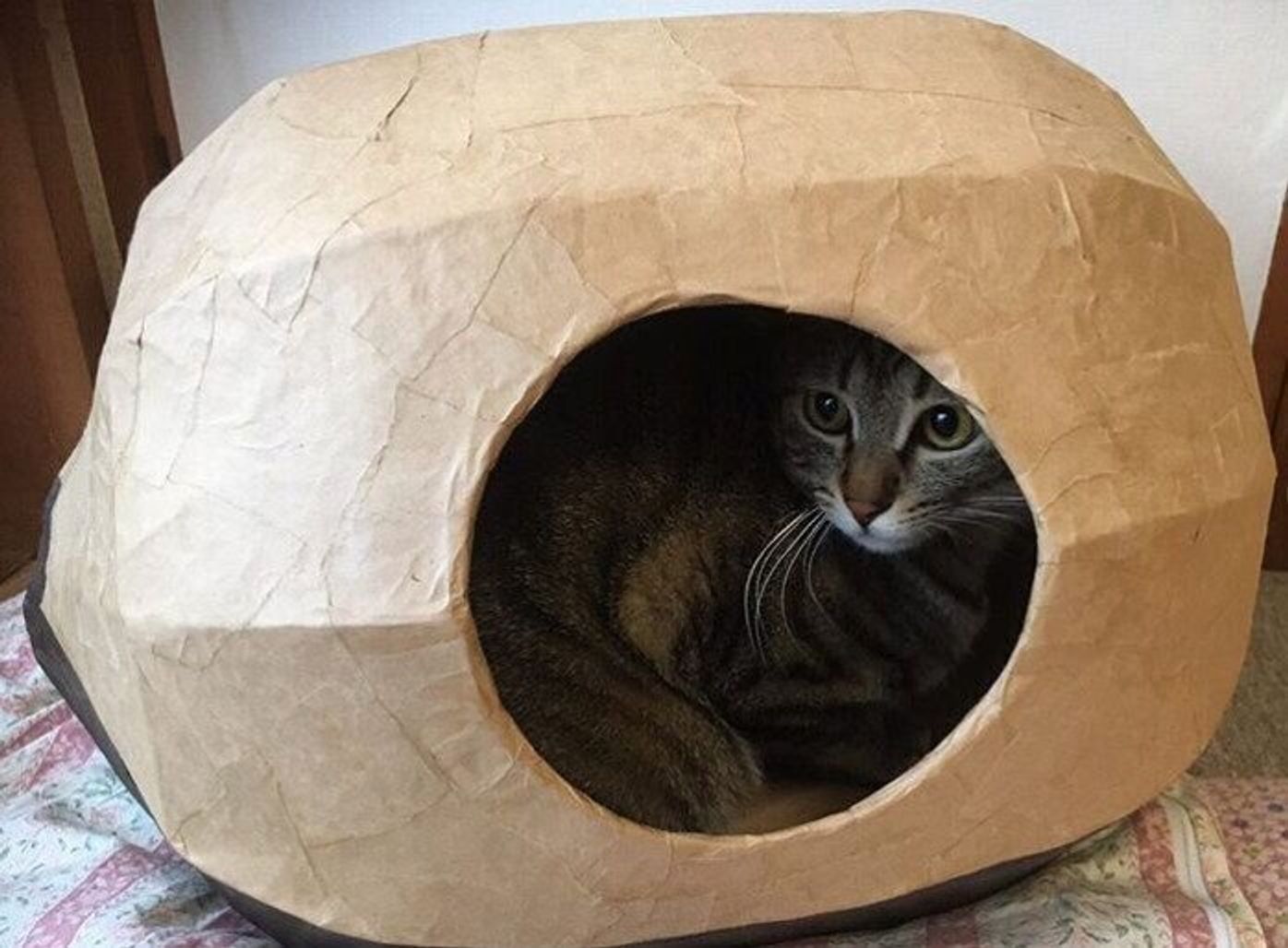 マネしたくなる 段ボールで作る猫ハウスのアイディア ねこのきもちweb Magazine マネしたくなる 段ボールで作る猫ハウスのアイディア ねこのきもちweb Magazine